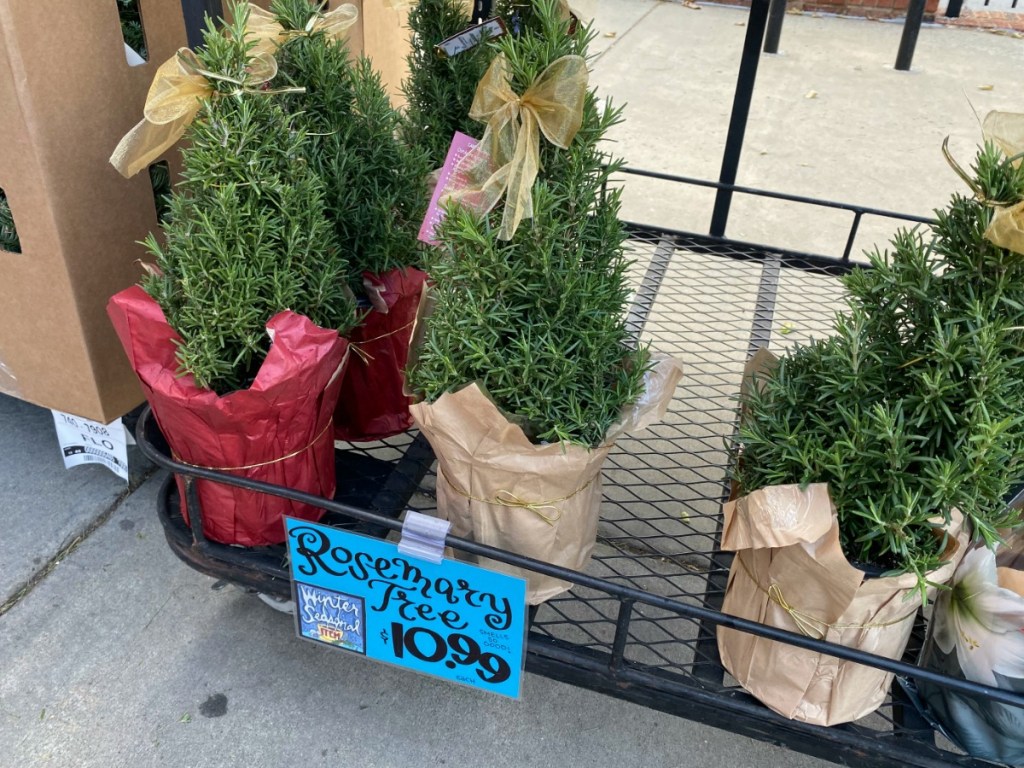 small trees on store display
