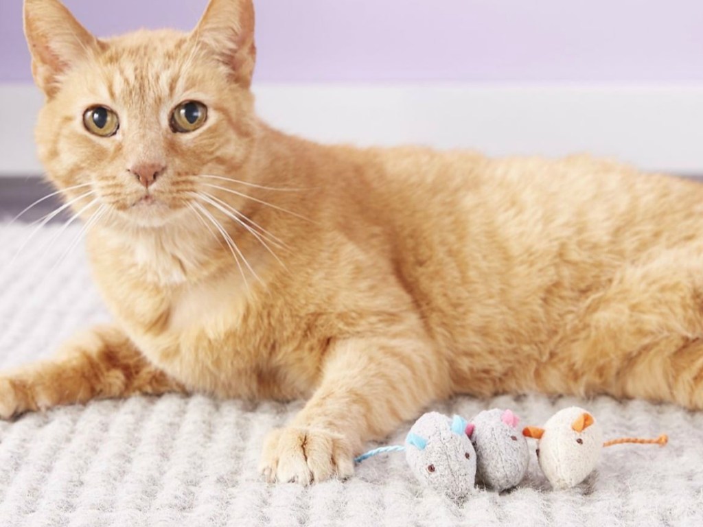 cat laying on carpet by plush mice toys