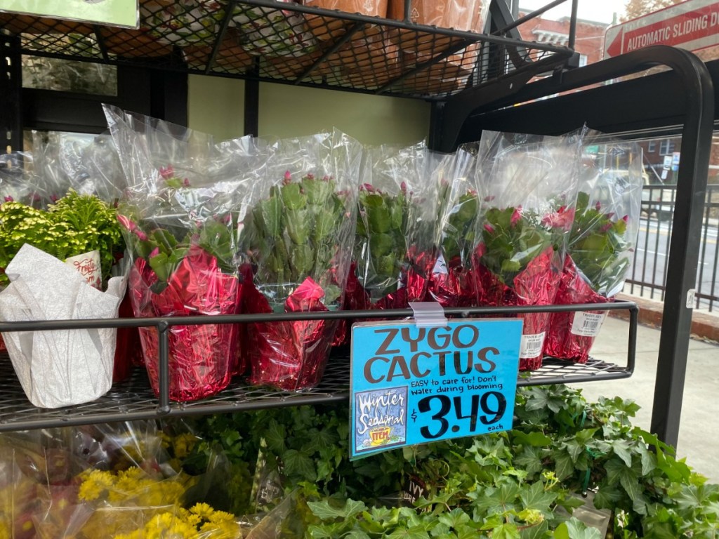 store display with plants