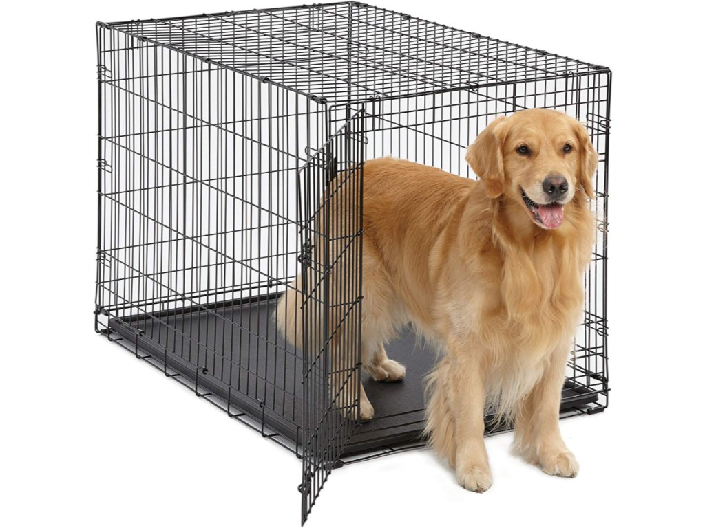 Dog standing inside large pet crate