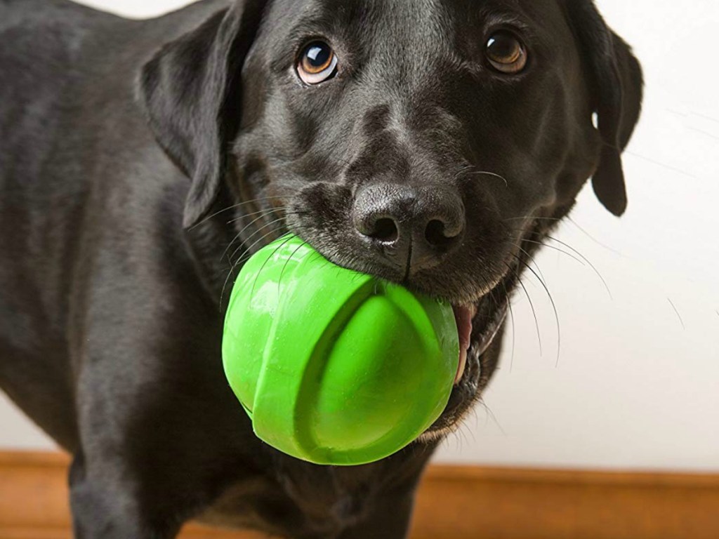 Adult Black Lab dog playing with a large green ball toy
