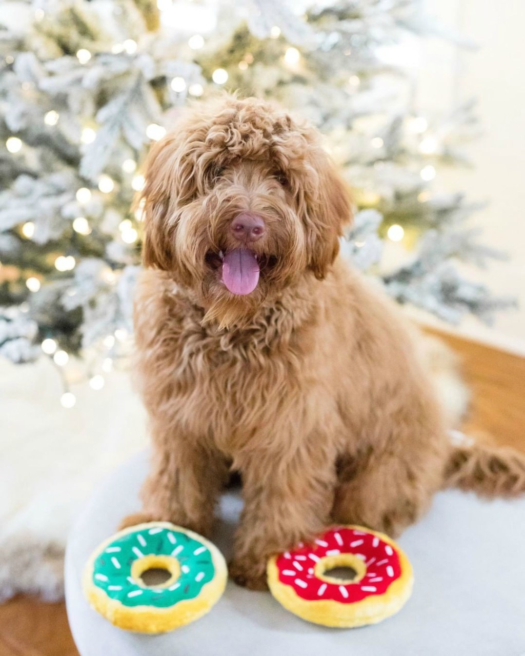 Minis Donutz toys next to shaggy dog