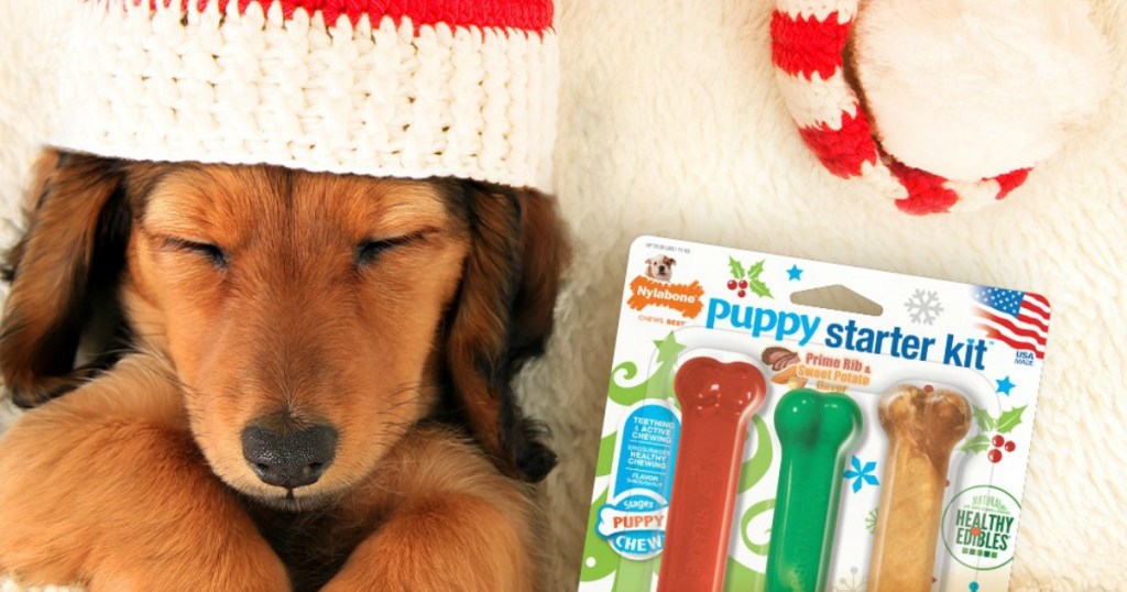 Nylabone Puppy Starter Kit