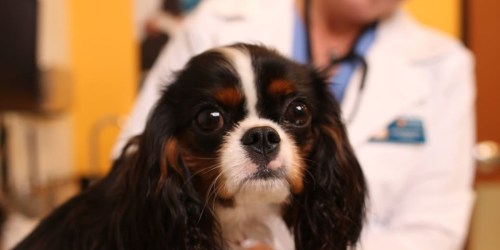 FREE Office Visits for New Clients at Banfield Pet Hospital (Located Inside PetSmart Stores)