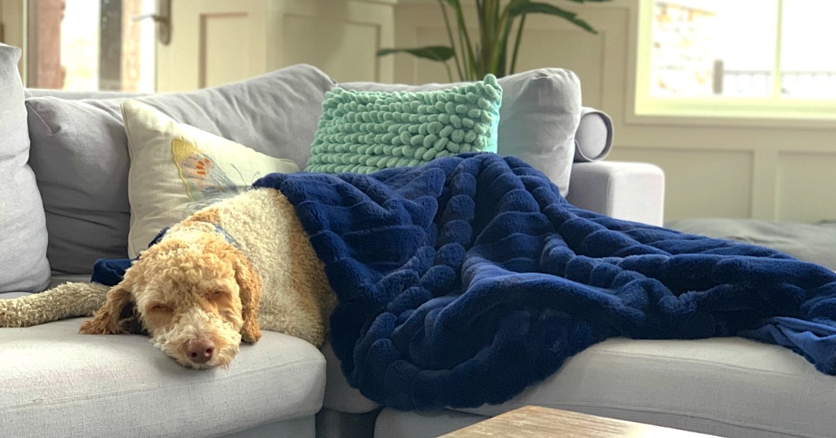 dog sleeping on couch under a blanket