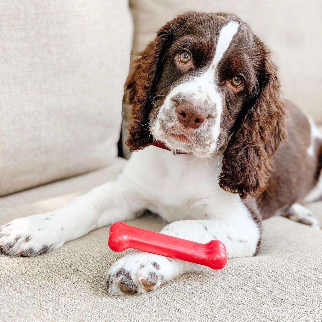 nylabone dog chew toy
