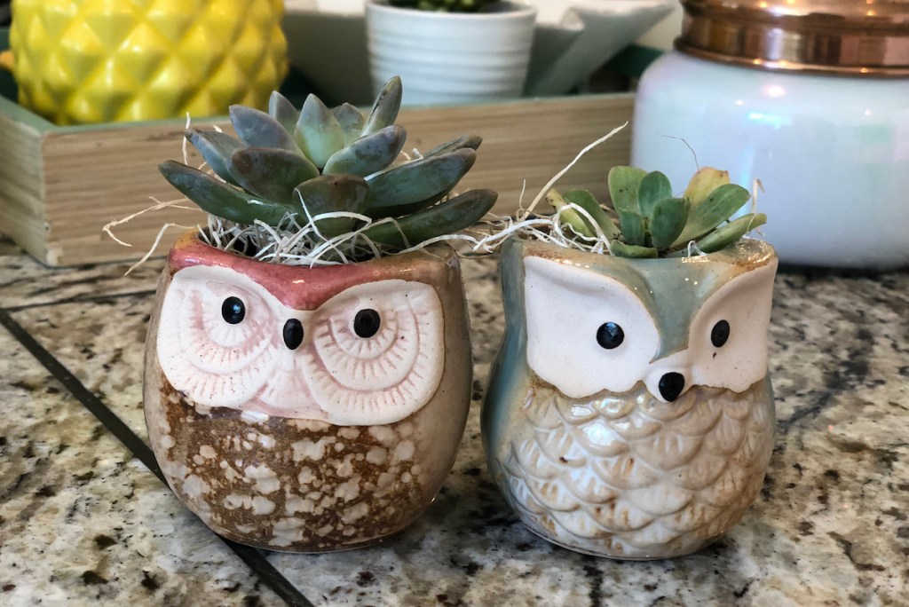 two owl planters with succulents inside sitting on granite countertop