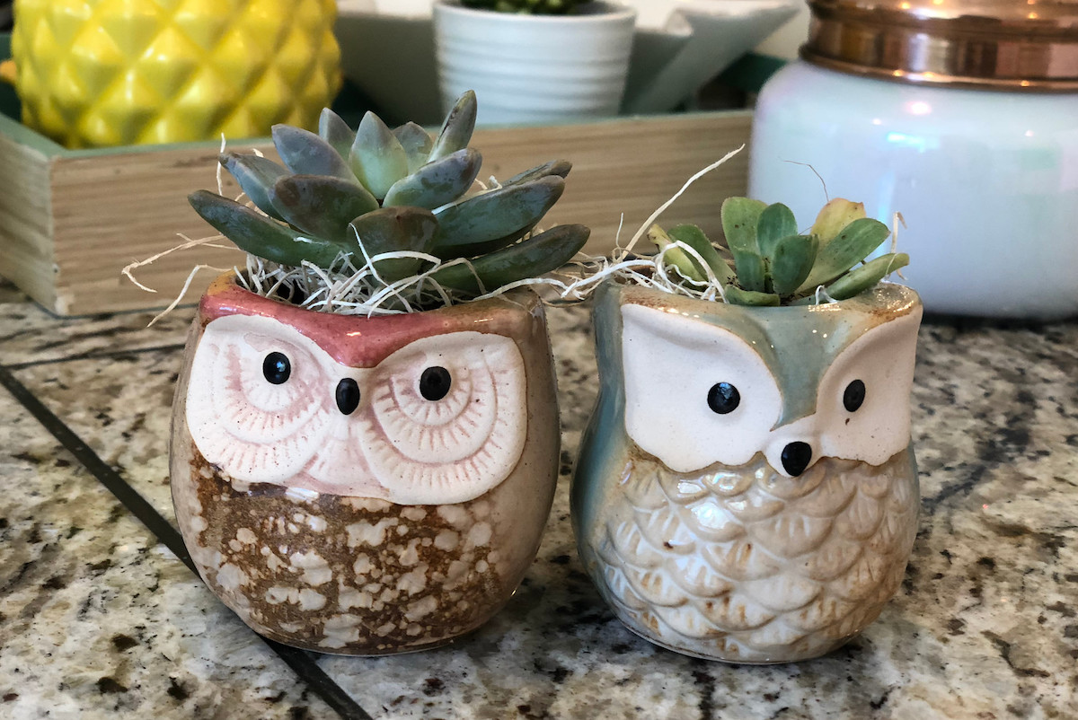 how to care for succulents indoors - two owl planters with succulents inside sitting on granite countertop