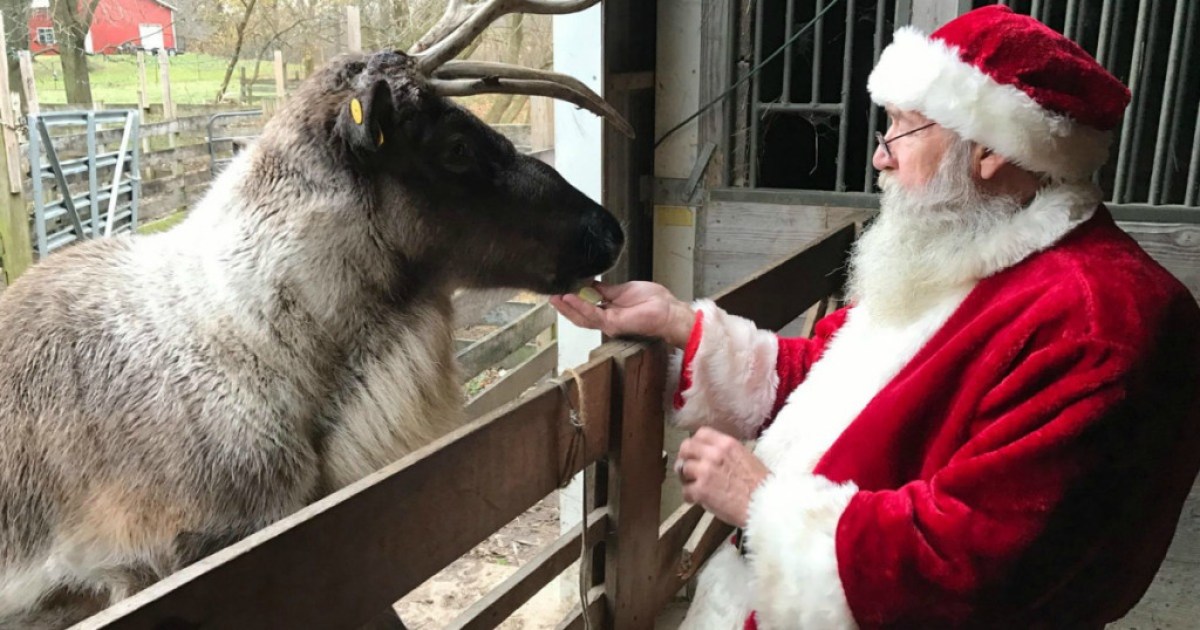 Santa Feeds Reindeers