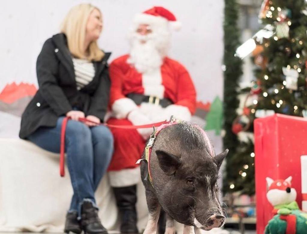 Woman at PetSmart with Santa and pig