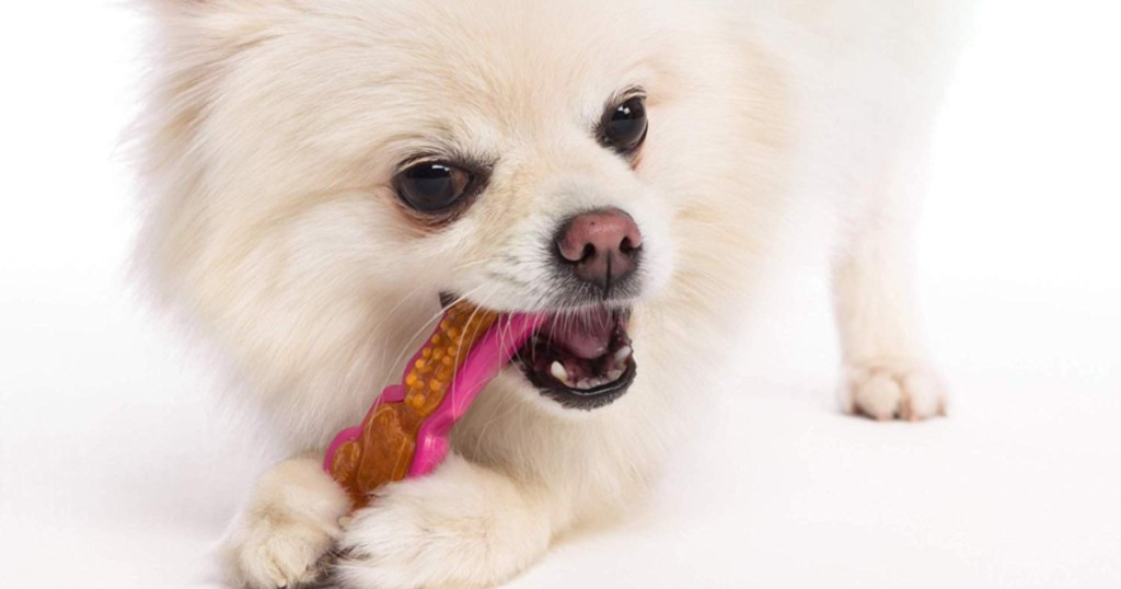 white dog chewing on Hartz Chew 'n Clean
