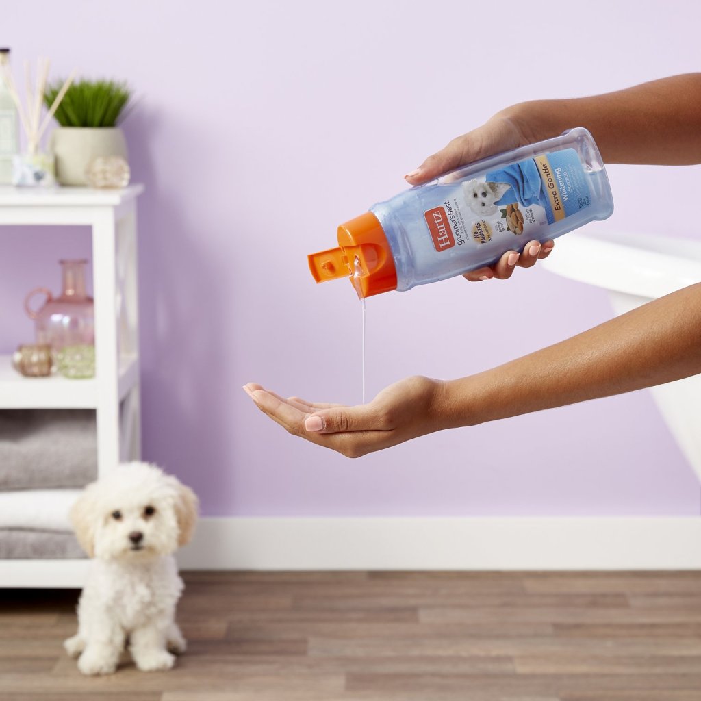 Hand squirting Hartz Shampoo into other hand while dog watches