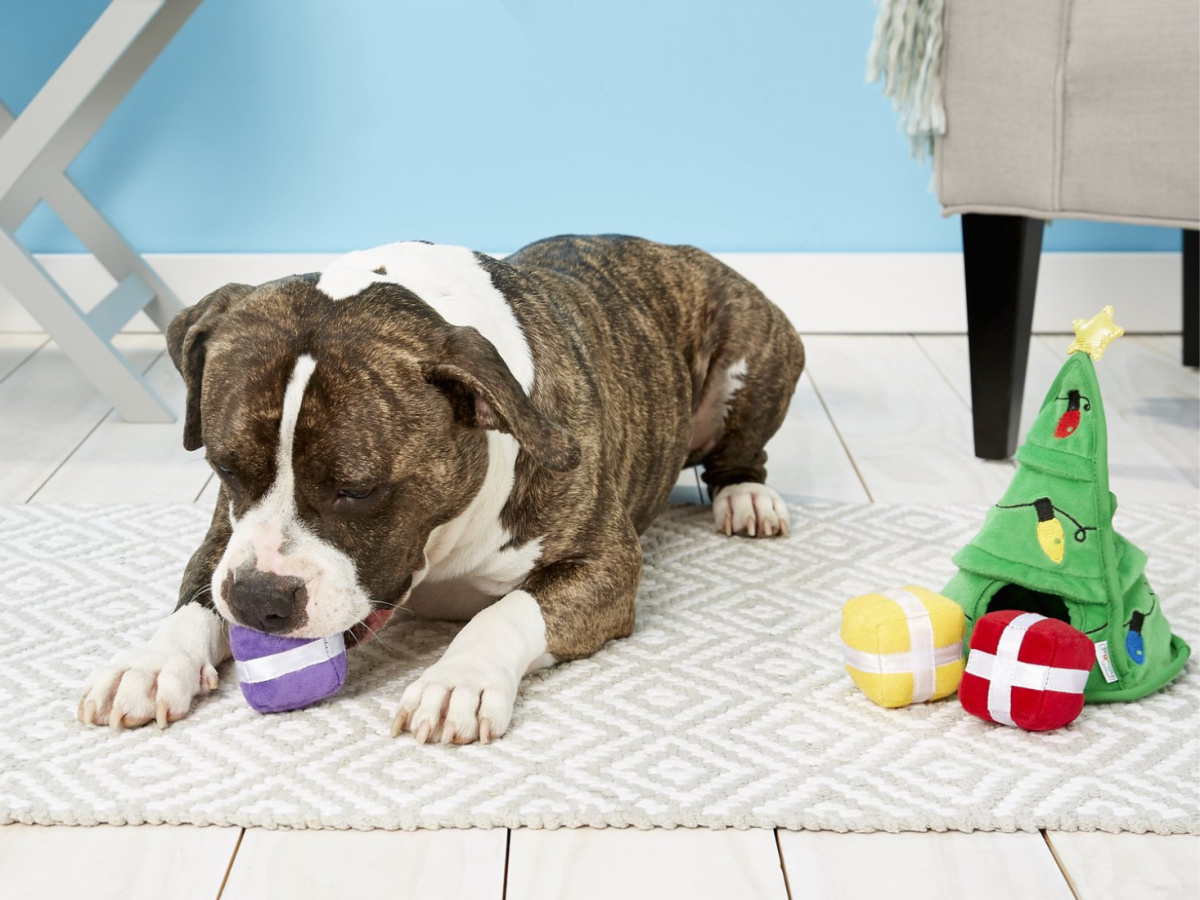 black and white dog playing with Christmas tree and presents toy