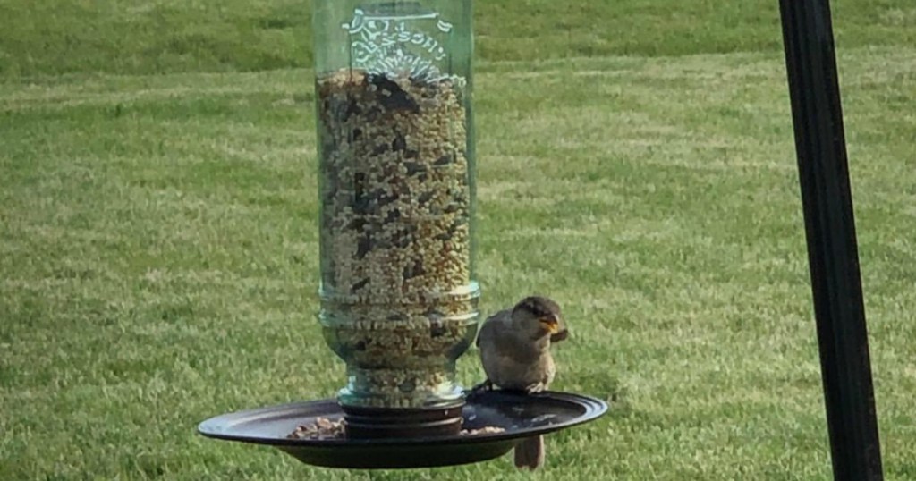 bird sitting on a bird feeder tray