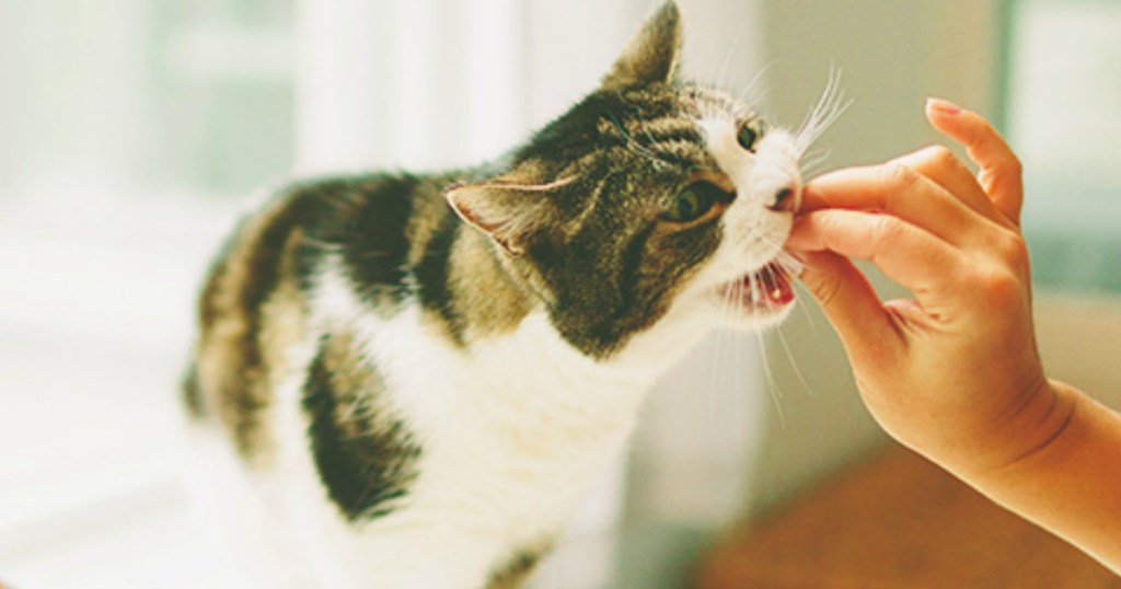 hand feeding treat to cat by window