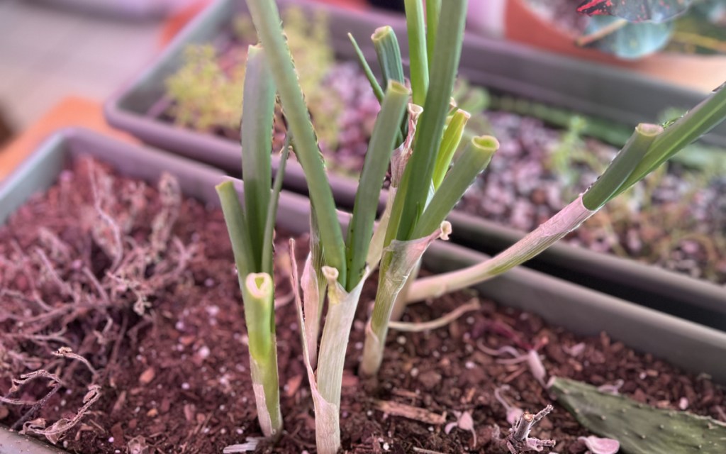 green onion in garden