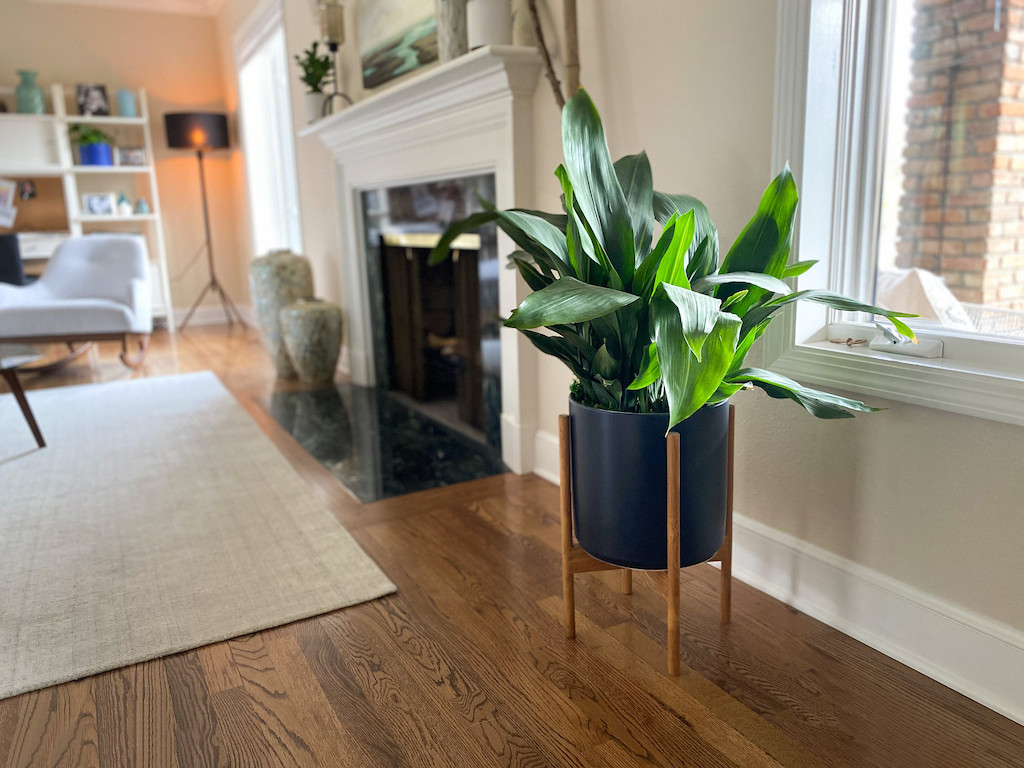 large potted plant in living room