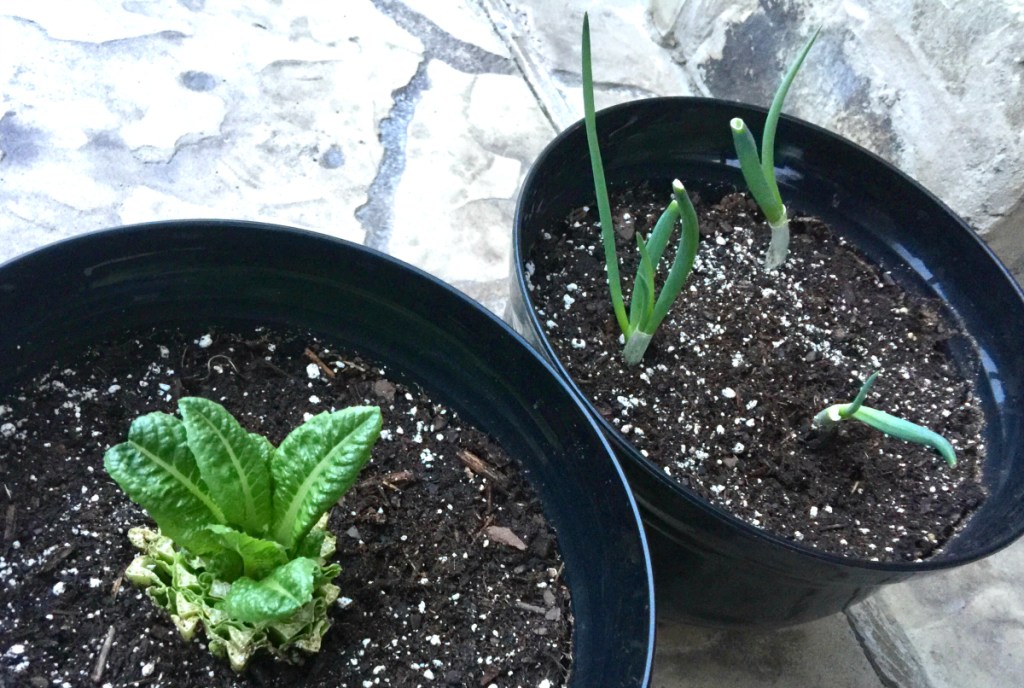 lettuce-onions-in-dirt-pot