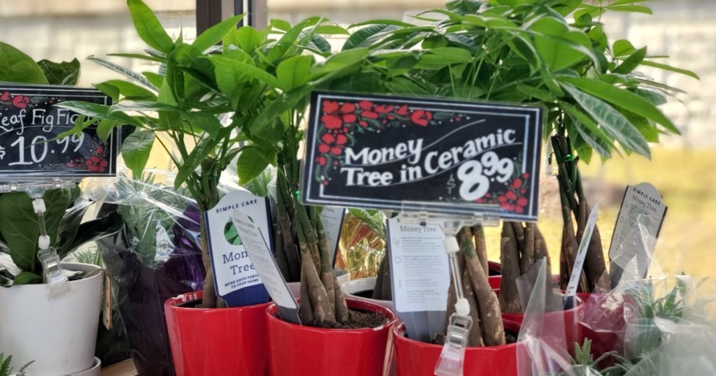 money tree plants in pots