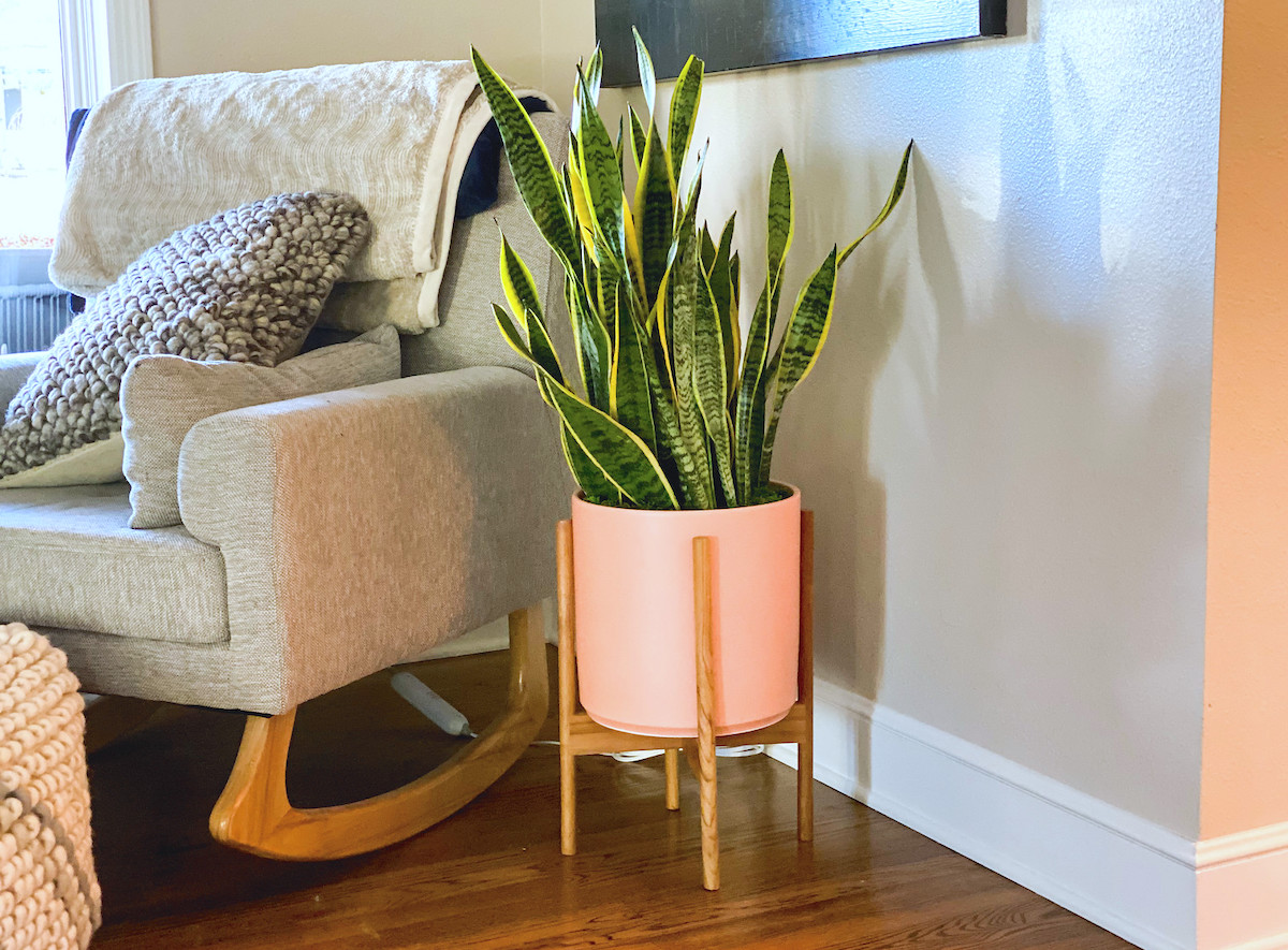 green snake plant in modern orange planter sitting in room next to rocking chair