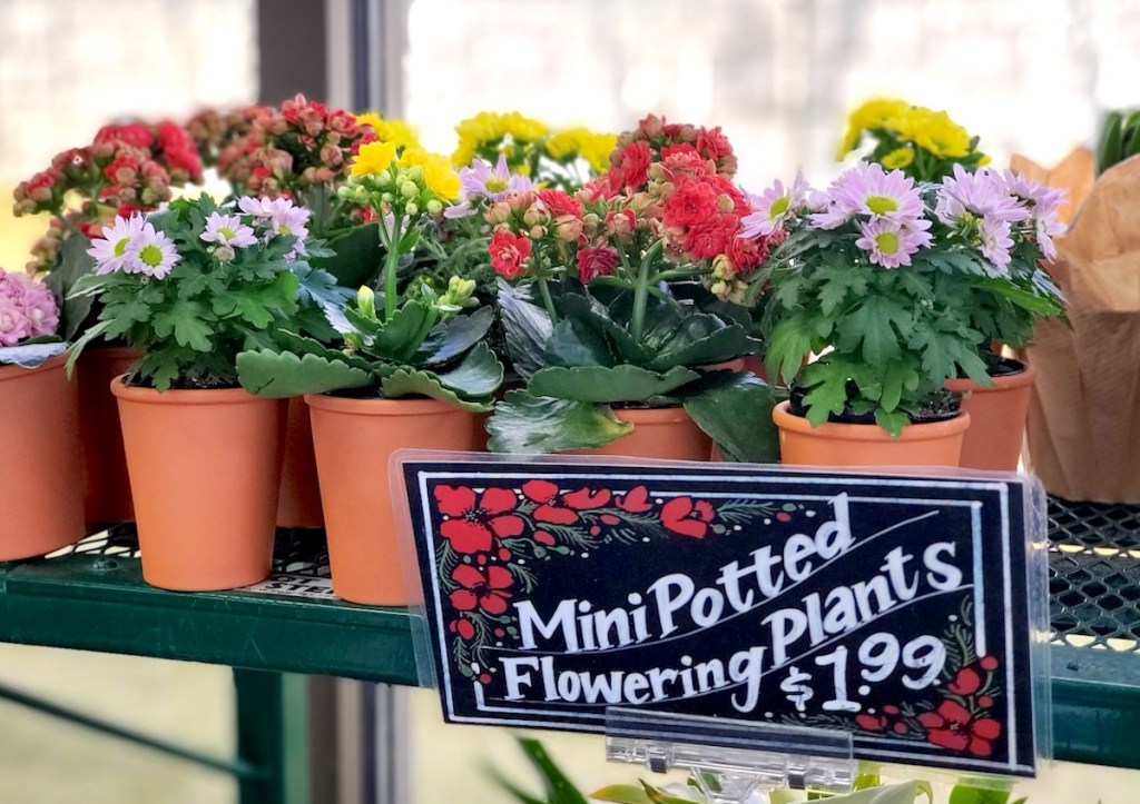 various colors of potted flowers on shelf with $1.99 sign