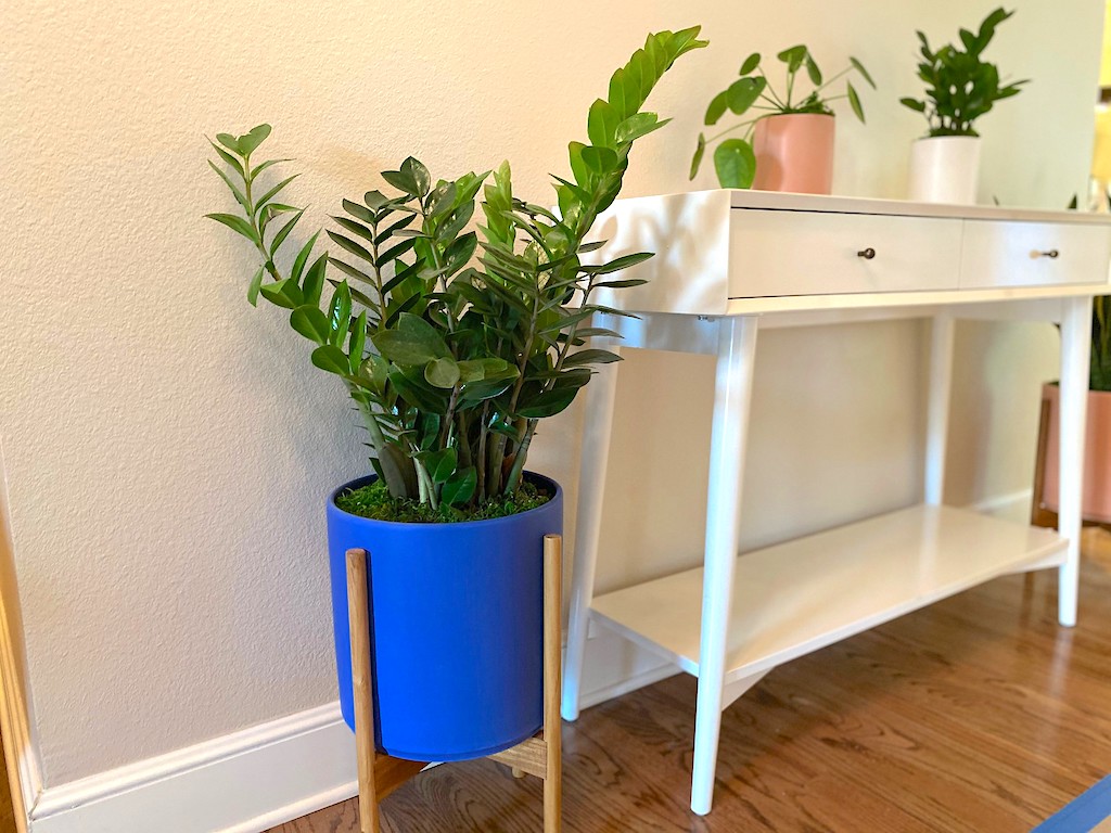 blue pot with large green plant