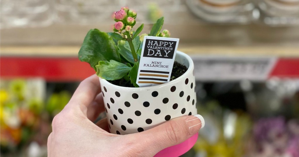 Woman's Hand holding ALDI Mini Kalanchoe