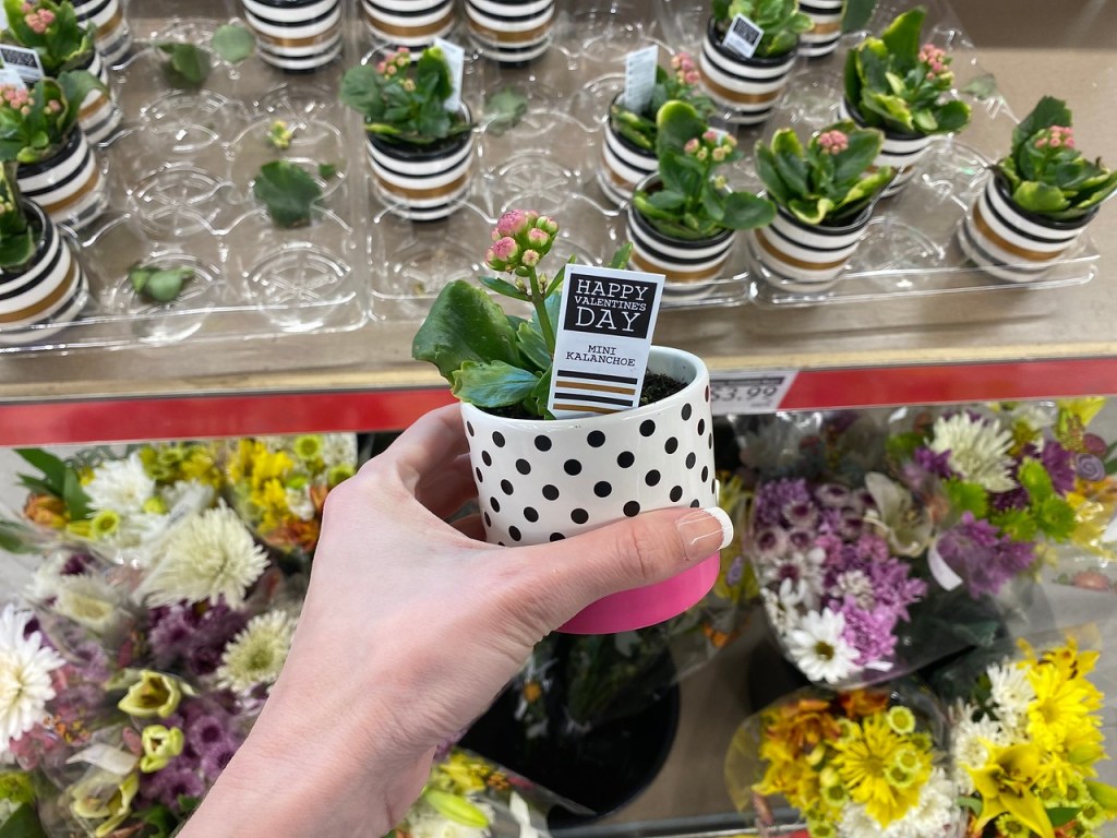 Woman holding Succulent at ALDI with more in the background