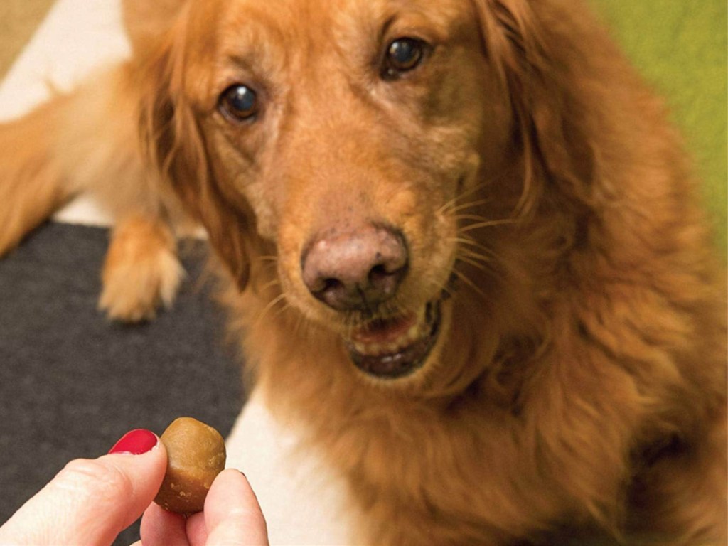 hand giving a dog a treat