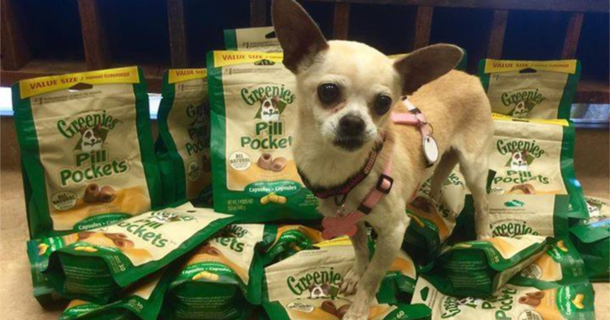 Dog standing on pile of bags of treats