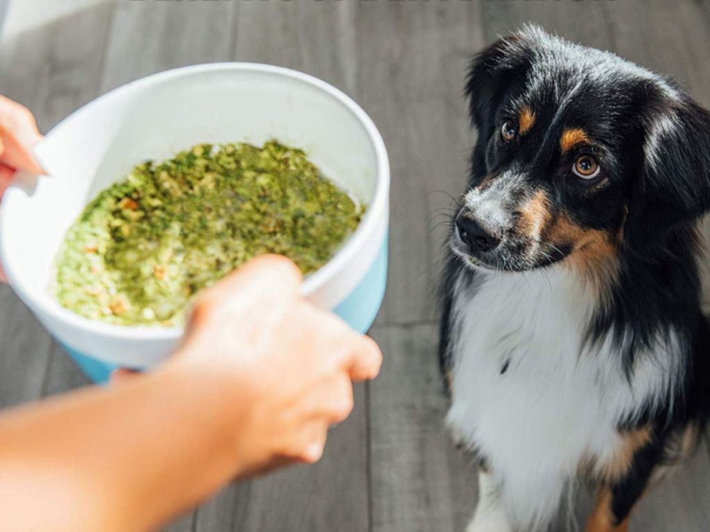 hand holding bowl with The Honest Kitchen Dehydrated Dog Food and dog waiting