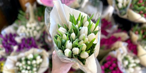 TWO Dozen Tulips Only $10.99 at Trader Joe’s