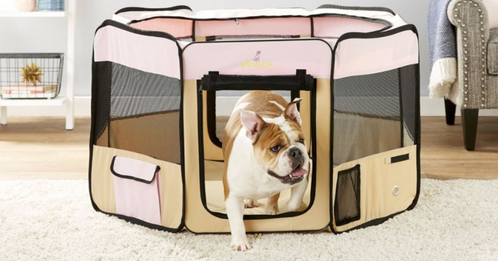 pink Zampa Pet Folding Playpen with english bulldog walking out