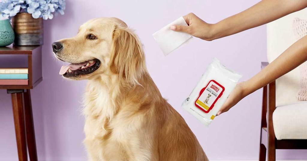 woman's hand using pet wipe to clean dog