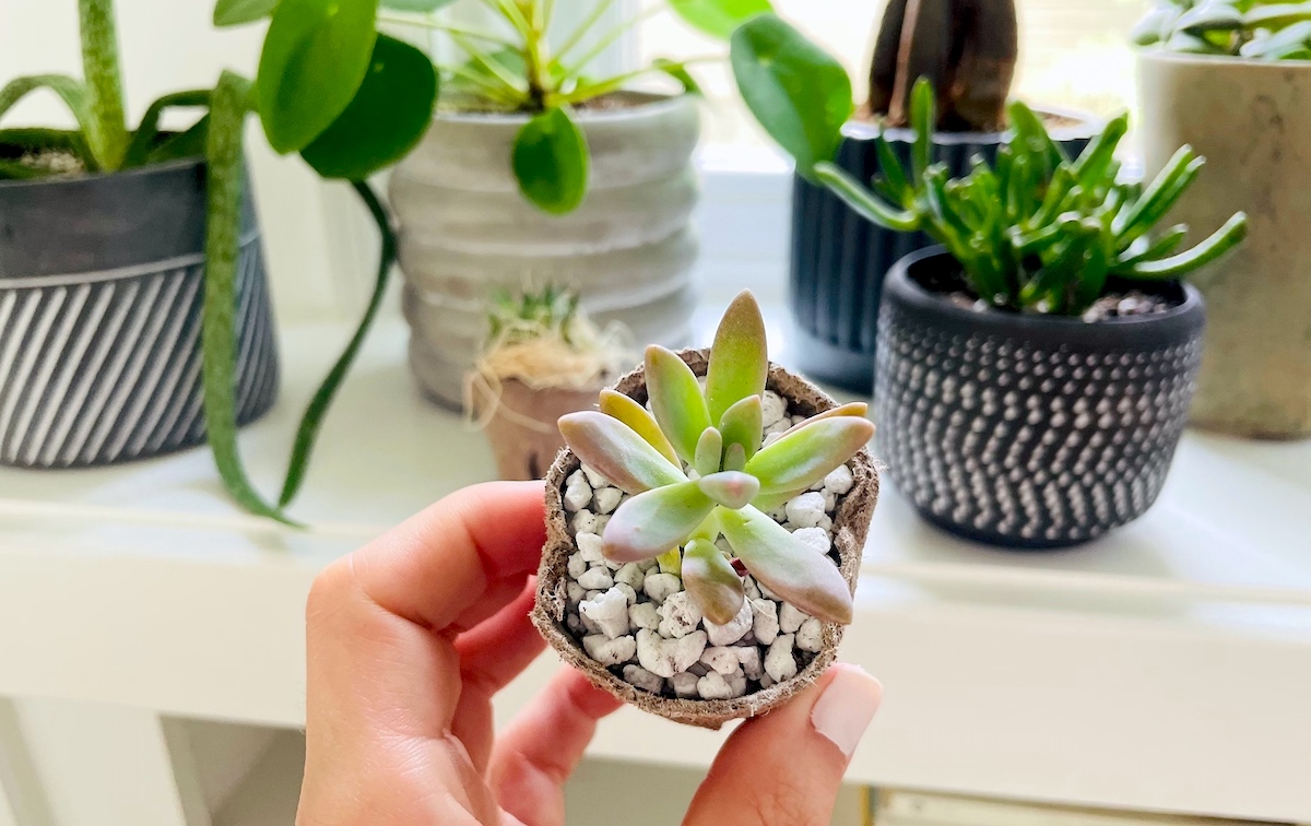 woman holding two baby succulent plants smiling