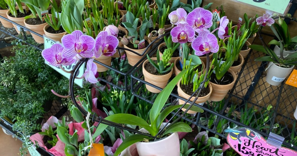 purple orchid on heart-shaped trellis at Trader Joe's