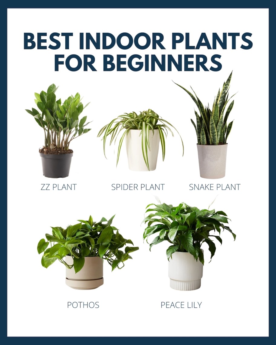 best indoor plants for beginners 
