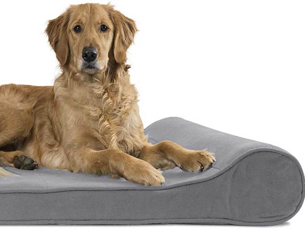 dog on bed looking comfy