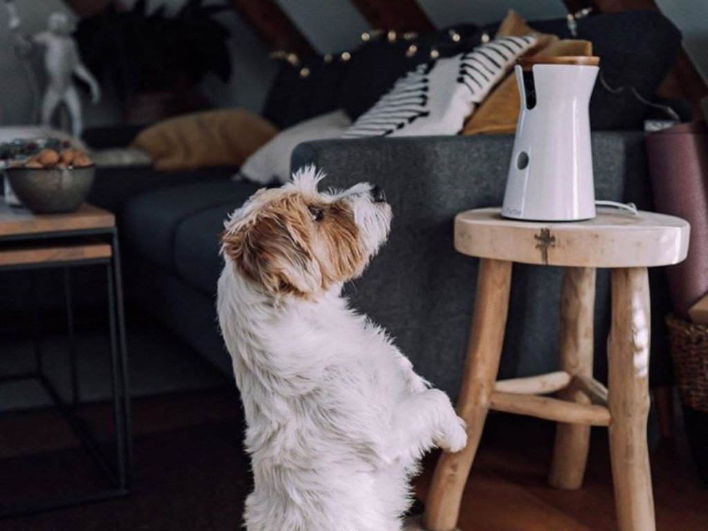 dog standing and looking at furbo