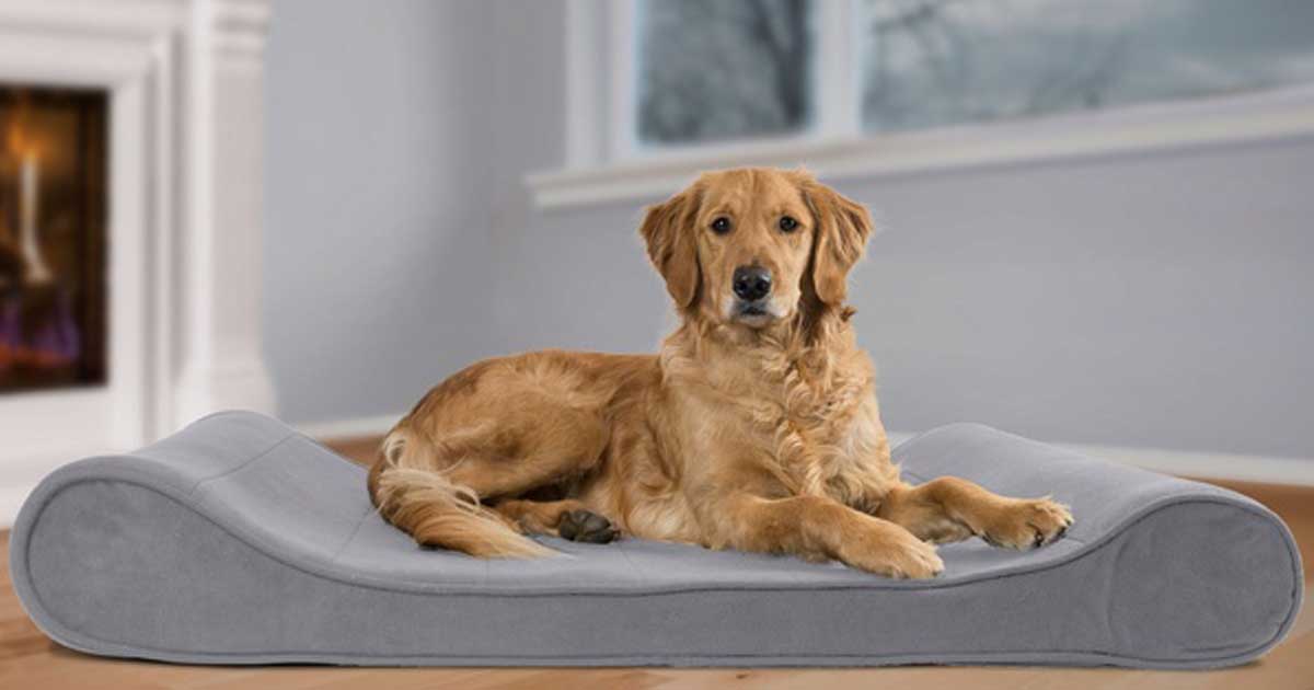 cutest dog ever in a dog bed