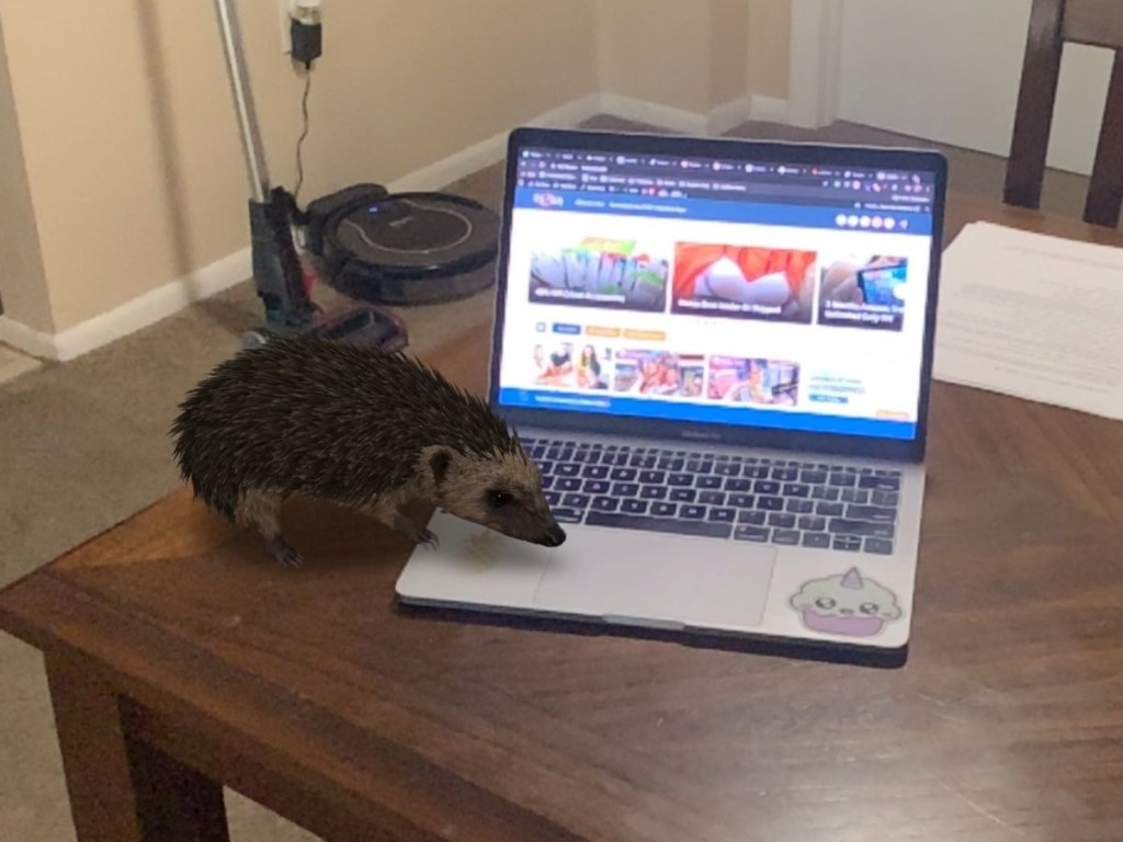 hedgehog on laptop