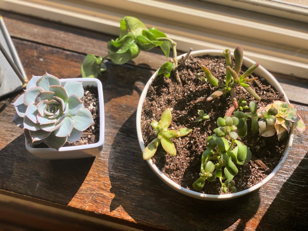 succulents on windowsill