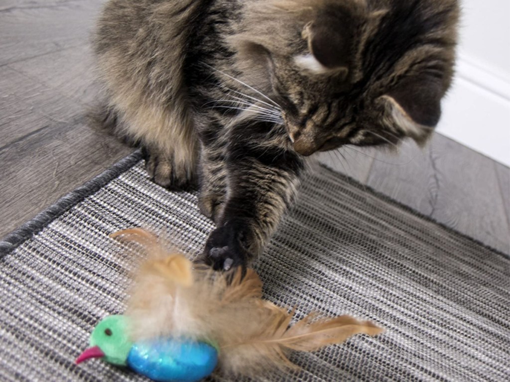 smartykat toy cat playing
