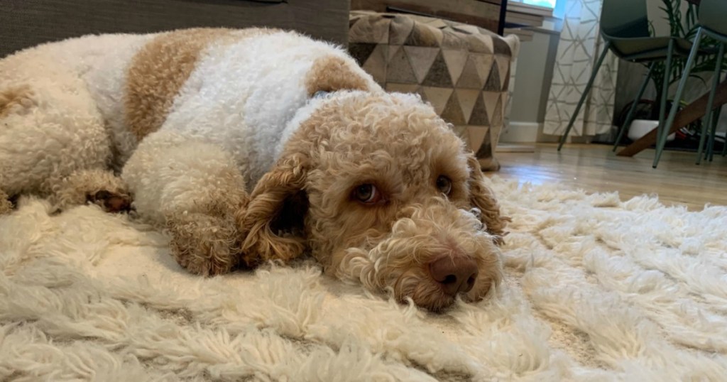 labradoodle dog on carpet 