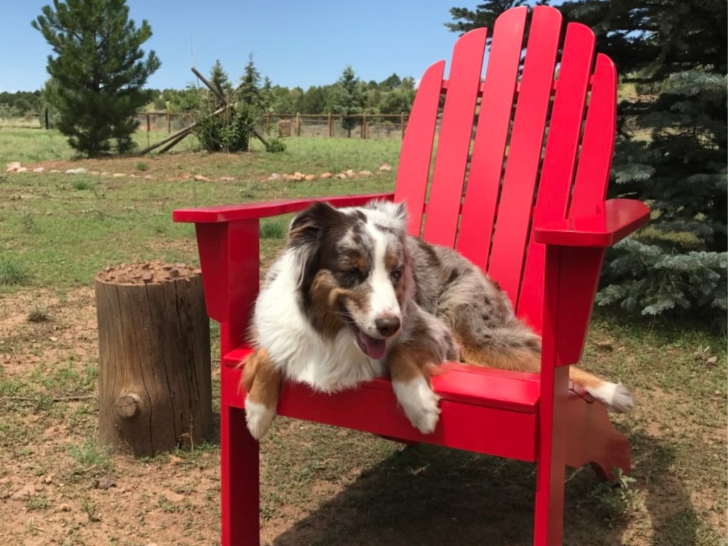 dog sitting on re Adirondack chair outside