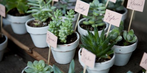 Costa Farms Mini Succulents 11-Pack Only $19.49 on The Home Depot (Regularly $30)