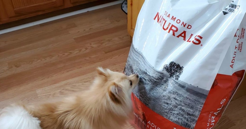 dog sniffing a bag of dog food