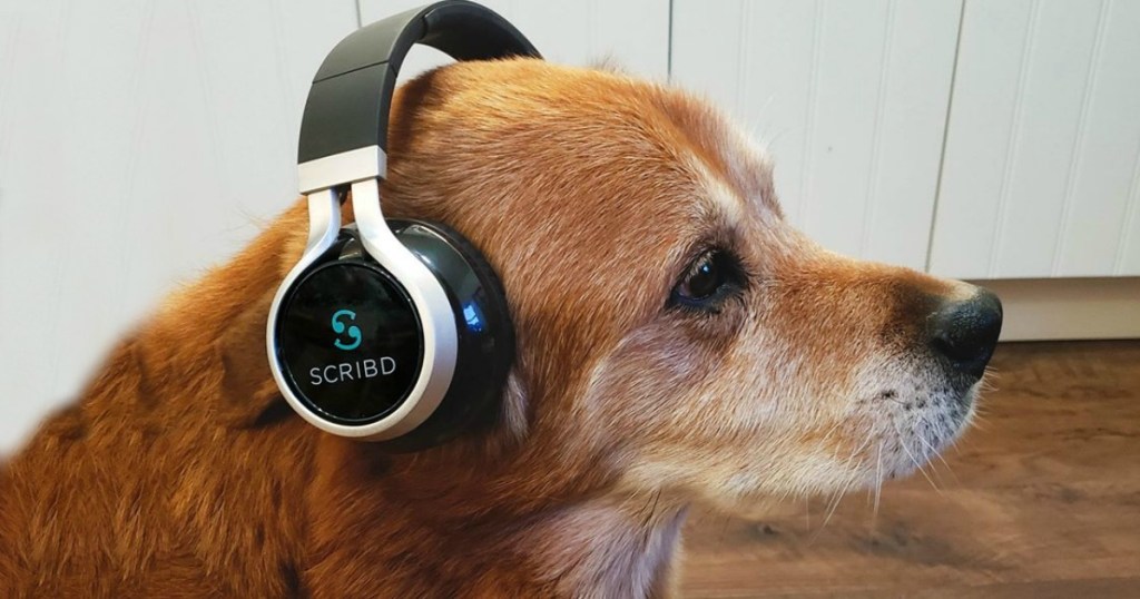 red dog with a pair of headphones on