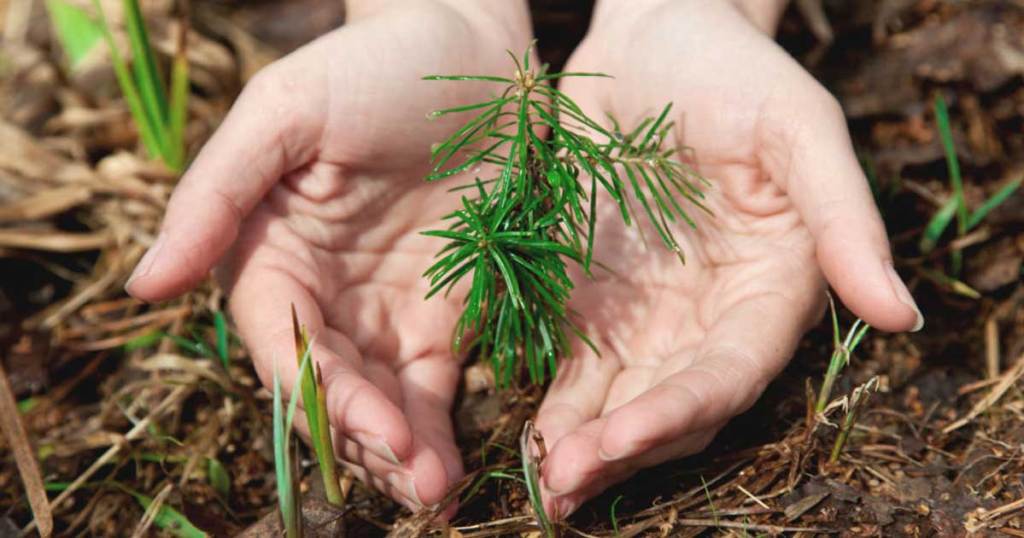 hands around a tree seedling growing up through mulch