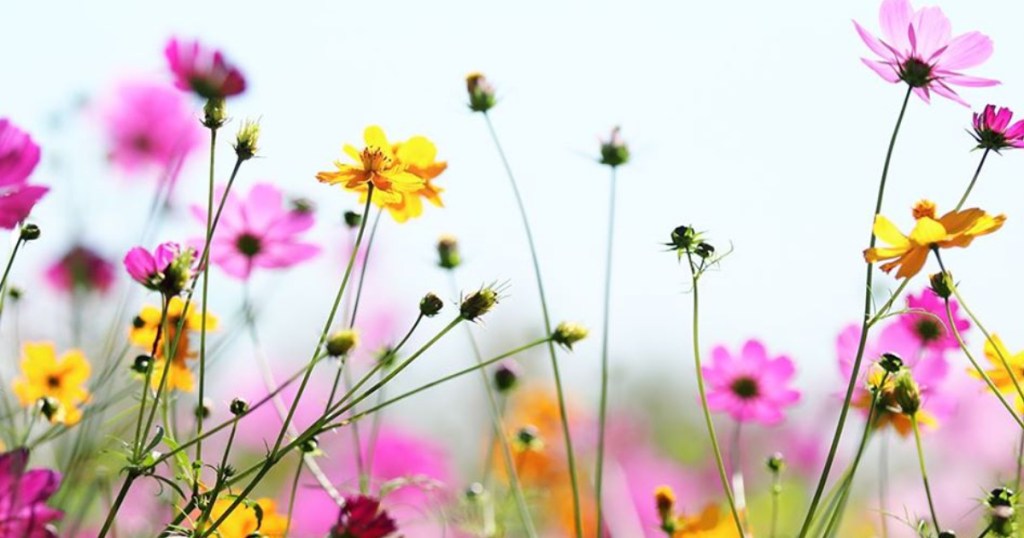 field of colorful wildflowers